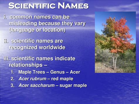 Ppt Chapter 14 Lesson 2 Classifying Species Powerpoint Presentation