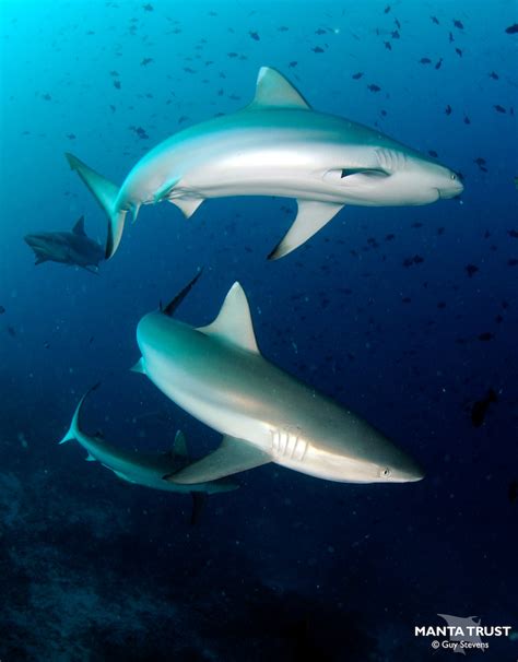 Sharks On A Knifes Edge As Maldives Mulls Lifting 10 Year Fishing Ban