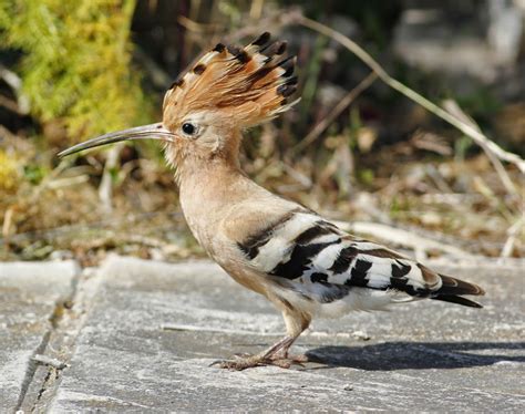 Another Bird Blog Hoopoe Action From Menorca