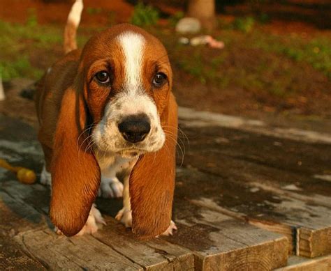 Cute Basset Hound ~ Dogperday ~ Cute Puppy Pictures Dog Photos Cute