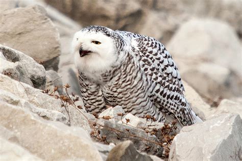 Laughing Owl Photograph By Steve Stuller
