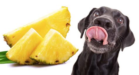 Read on to know everything there's to know about feeding your dog pineapple. Can Dogs Have Pineapple? Yes They Can, But Follow These ...
