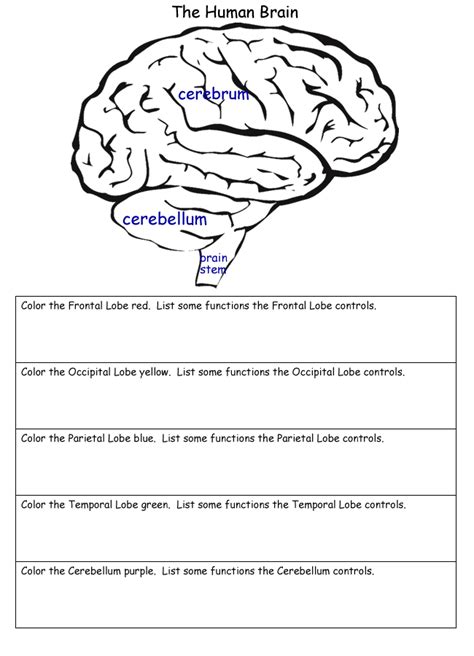 Includes a labelled versions for class discussion, as well as worksheets for pupils to label. 11 Best Images of Cadaver Brain Label Worksheet - Brain ...