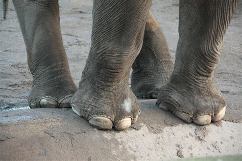Elephant Feet Flickr Photo Sharing