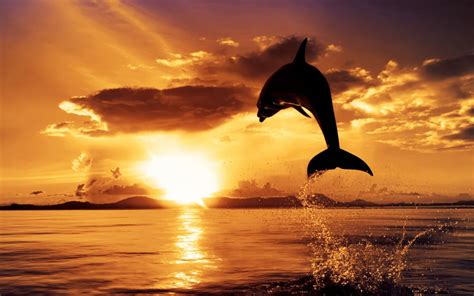 Dolphin At Sunset Hd Desktop Wallpaper