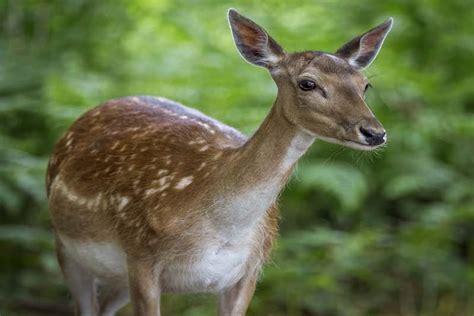 10 Most Beautiful Female Animals Around The World Depth World