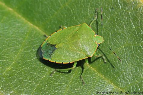 Stink Bugs In Tomatoes Onvegetables