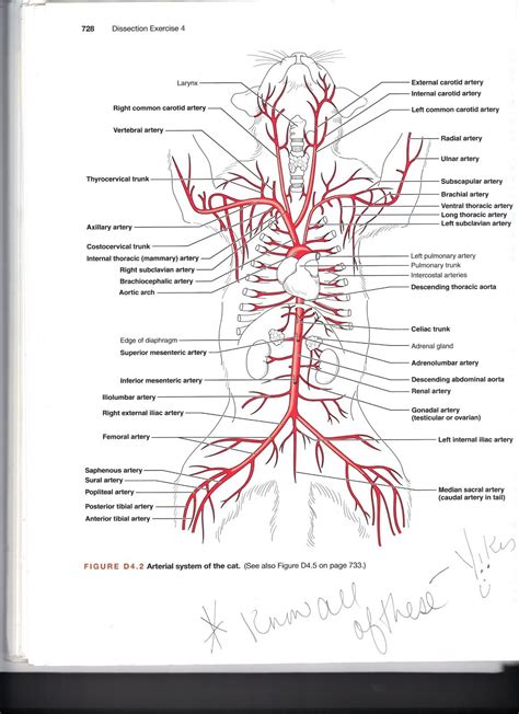 There are a variety of major vessels involved, including the inferior vena cava, the portal vein, the splenic vein and the superior mesenteric vein. Catarteries.JPG 1,162×1,600 pixels | Vet medicine, Cat ...