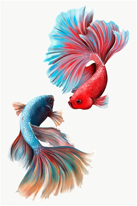 Inspirational designs, illustrations, and graphic elements from the world's best designers. Download premium png of Colorful betta fishes design ...