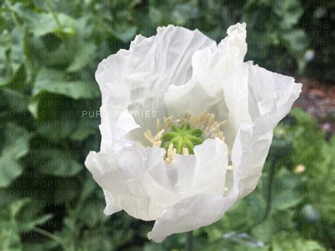 Persian White Poppy Pure Poppies