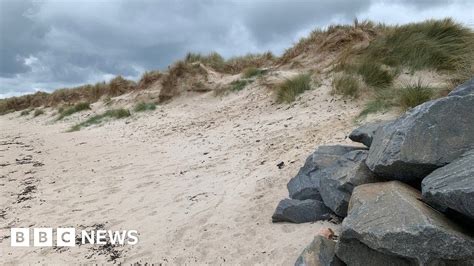 Recycled Christmas Trees To Help Guernsey Dune Restoration