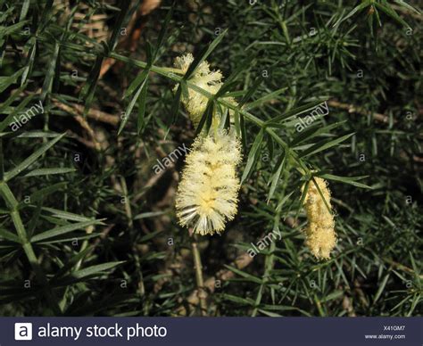 Mimosa Star High Resolution Stock Photography And Images Alamy