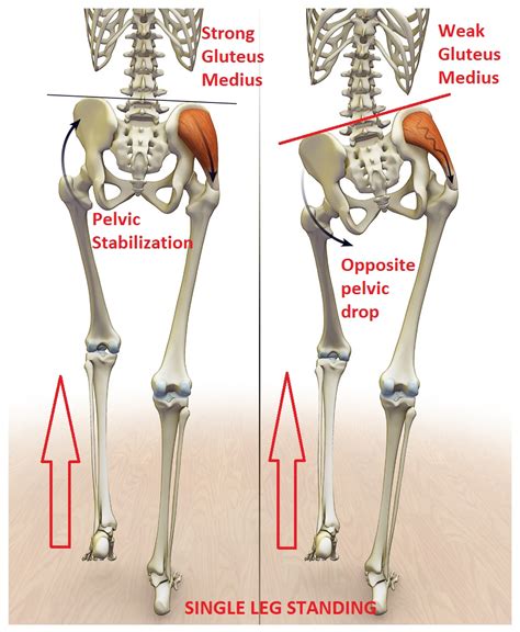 Anatomy Of The Hip Osteopathy Singapore