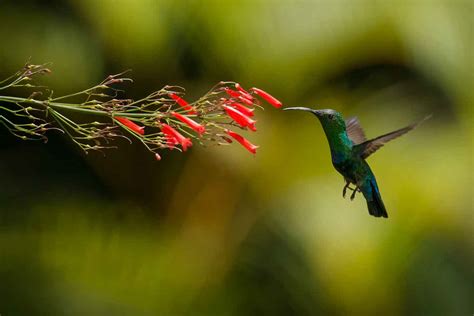 Bird Photography Birds Of Saint Lucia