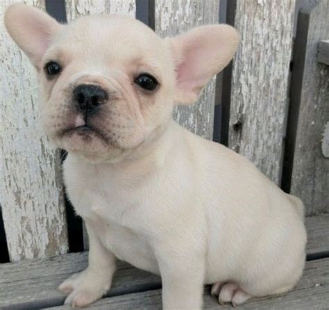 You'll need to ask any rescue centre about the dog's history to make. French Bulldog Puppies For Sale | Jersey City, NJ #259252