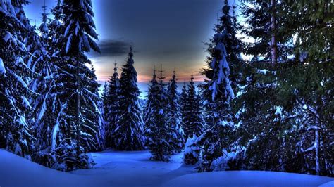 Snow Covered Spruce Trees Forest Field Under Blue Sky During Nighttime