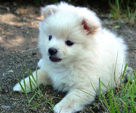 These types of poodle mixes are often called mixed breed, designer, or hybrid dogs. The White Half Pomeranian Half Poodle Puppy #2 at my Broth… | Flickr