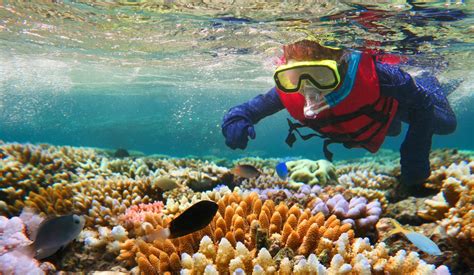 Snorkelling Great Barrier Reef Qld 160916102056002 Loving Australia