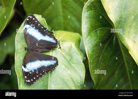 Mariposa Morfo Morpho Helenor En La Hoja Fotografía De Stock Alamy