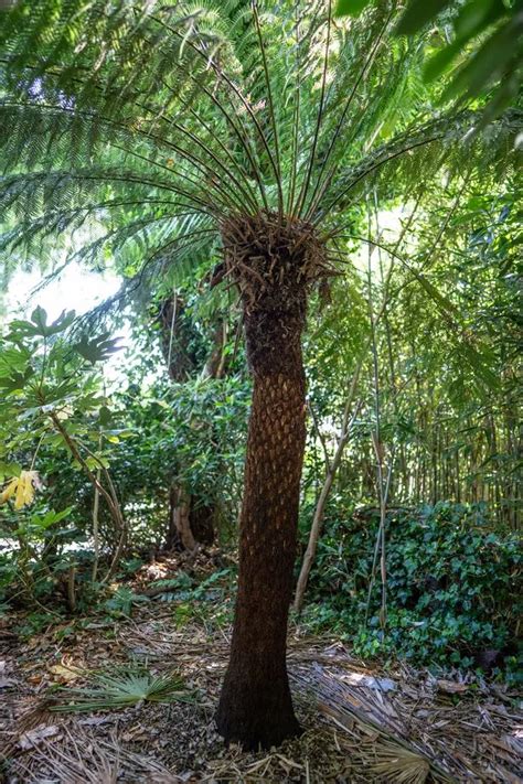 Dad Spends 35 Years Creating A Tropical Jungle In His Back Garden