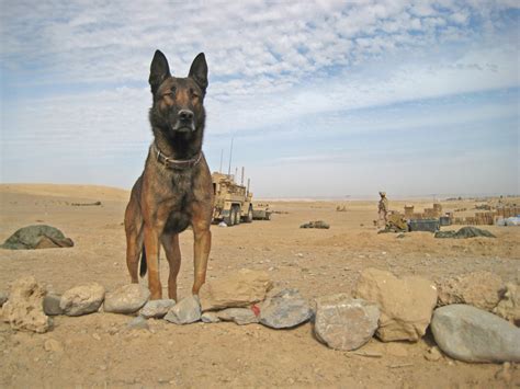 Афган собака — 2 Kartinkiru