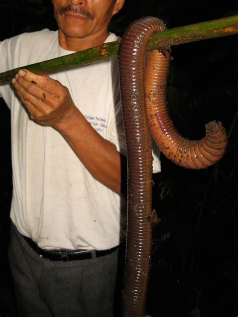 Large Bodied Earthworm Project Noah