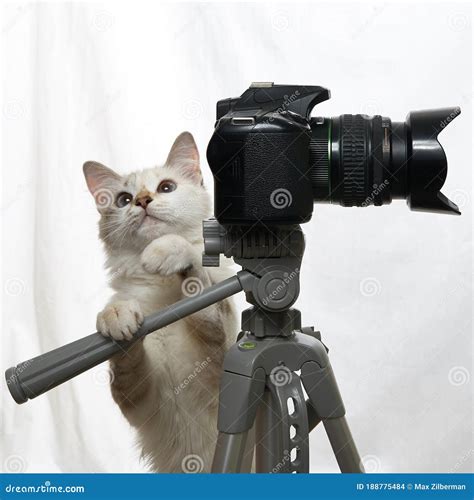 Cat Photographer With Camera On Tripod Isolated On White Background