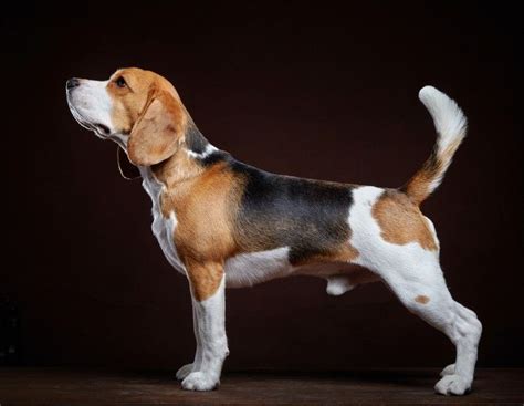 Beagle Dog Breed Facts Highlights And Buying Advice Pets4homes
