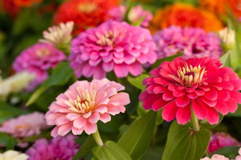 Las 15 Flores Más Bonitas De Primavera Verano Para Decorar Tu Casa