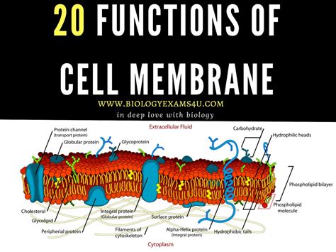 Functions Of Cell Membrane Or Plasma Membrane