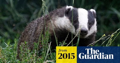 Badger Cull Extended To Dorset Environment The Guardian