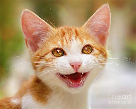 Smiling Kitten Meows Photograph By Katho Menden Fine Art America
