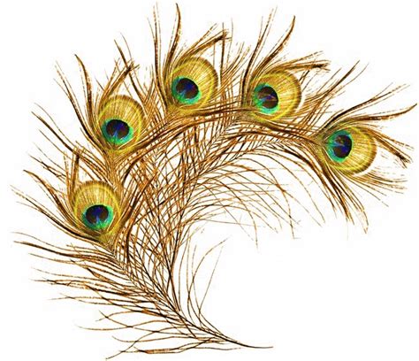 peacock feather images hd png ~ peacock feather hd png image bodesewasude