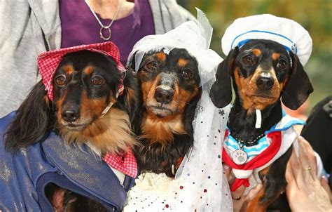 Dachshunds Dress Up And Race For The Running Of The Wieners Competition