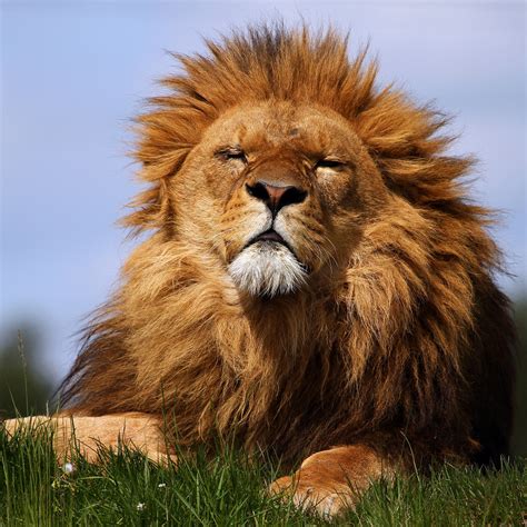 Hd Lion Pictures Lions Wallpapers Animal Photo