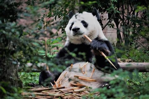Some Animals Have Lost Out Because Of Giant Panda Conservation