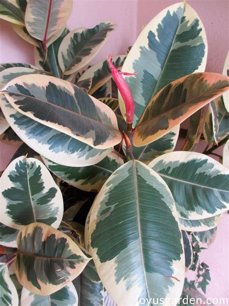 Rubber Plant Growing Tips For This Easy Care Indoor Tree Rubber Tree
