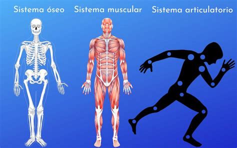 Sistema Osteo Artro Muscular Soam Qué Es División Y Funciones