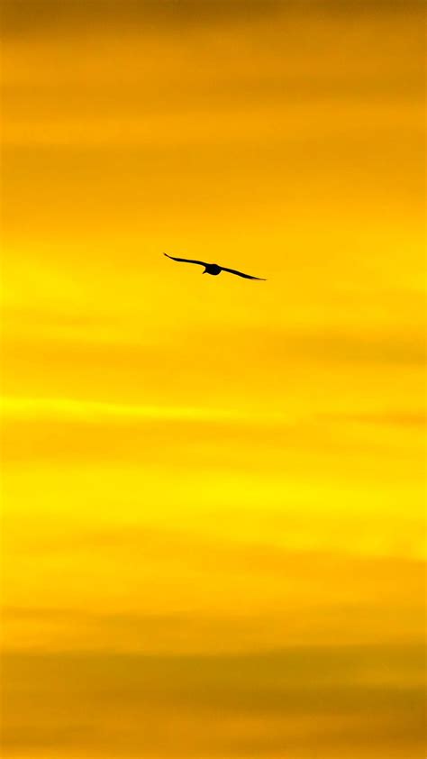 Download Wallpaper 1080x1920 Bird Sky Sunset Minimalism Dusk