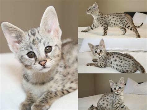 F1 Savannah Kitten Belvedere Adopted