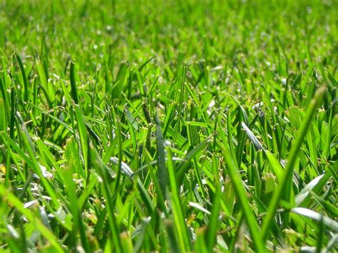 Lawns Vs Crops In The Continental Us Scienceline