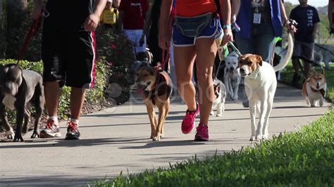 People Walk Their Dogs Stock Footage Ad Walkpeopledogsfootage