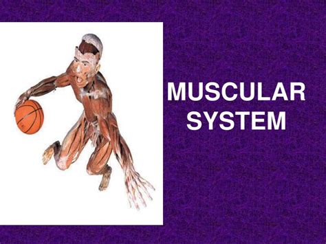 Ppt Muscular System Powerpoint Presentation Free Download Id58777