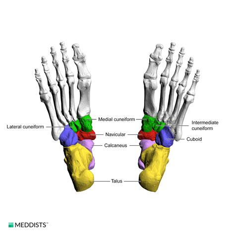 Bones Of The Foot Meddists