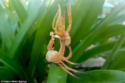 Fascinating Moment Huntsman Spider Sheds Its Skin Express Digest