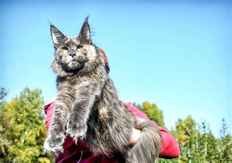 How Big Can Maine Coon Cats Get With Pictures Hepper