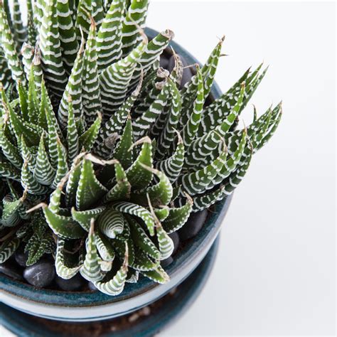 How To Care For Succulents Indoors Succulents And Sunshine