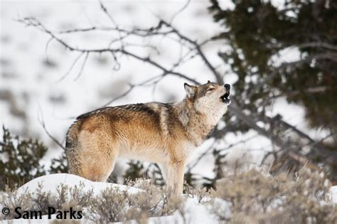 Yellowstone Wolves In Montana Get Some Breathing Room Wildearth Guardians