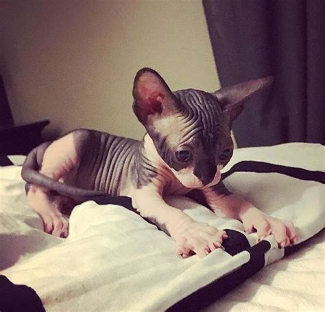 Sphynx Kitten More Animals And Pets Baby Animals Cute Animals
