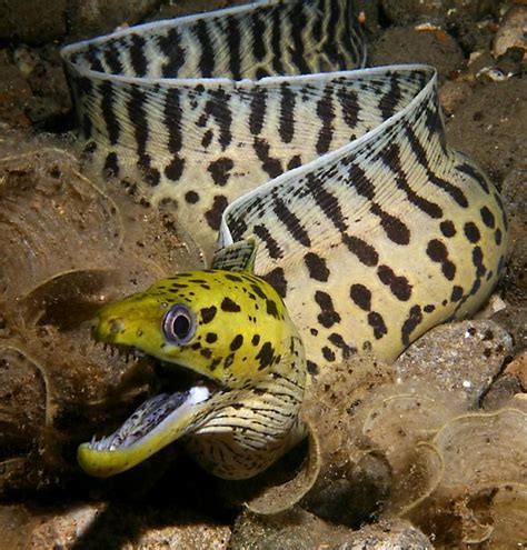 Moray Eel Moray Eels ~ Aquatic Animals Underwater Animals Underwater